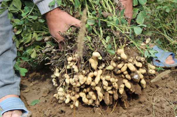 بادام زمینی